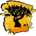 Lost Olive Co